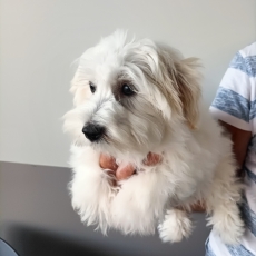 Adoption chiot Coton de Tulear au prix de 1200 €