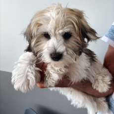 Adoption chiot Coton de Tulear au prix de 1200 €