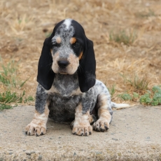 Chiot Basset Bleu de Gascogne de race LOF avec pedigree  adopter.