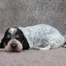 Chiot Basset Bleu de Gascogne de race LOF avec pedigree  adopter.