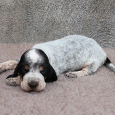 Chiot Basset Bleu de Gascogne de race LOF avec pedigree  adopter.