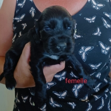 Adoption chiot Cocker Anglais Spaniel au prix de 1500 €