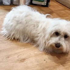 Chiot d'apparence de race Coton de Tulear  adopter.
