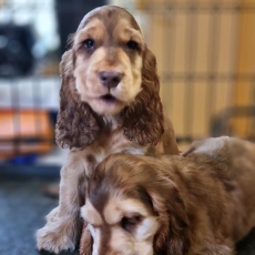 Cette petite femelle Cocker Anglais Spaniel propose  l'achat est ne le 19/05/2025.