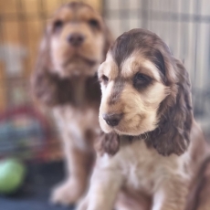 Ce petite mle Cocker Anglais Spaniel propos  l'achat est n le 24/05/2025.