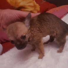 Chiot d'apparence de race Chihuahua  adopter.