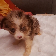 Chiot d'apparence de race Chihuahua  adopter.