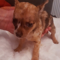 Chiot Chihuahua  vendre au prix de 1000  vaccin et identifi.