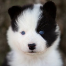 Adoption chiot Laika de Yakoutie au prix de 1650 €