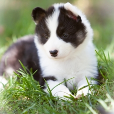 Laika de Yakoutie chiot vendu 1650 €