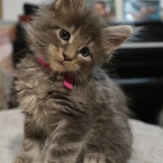Chaton Maine Coon  vendre au prix de 1200  vaccin et identifi.