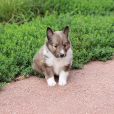 Colley Shetland chiot vendu 1000 €