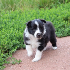 Chiot Colley Shetland à adopter au prix de 900 €