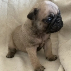 Chiot Carlin de race LOF avec pedigree  adopter.