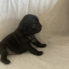 Chiot Carlin de race LOF avec pedigree  adopter.