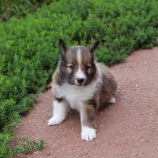 Acheter Colley Shetland bébé pour 1000 €