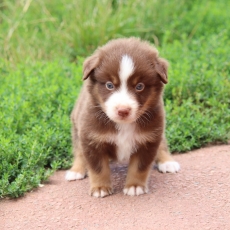 Berger américain miniature chiot vendu 1200 €