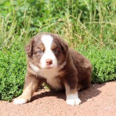 Acheter Berger américain miniature bébé pour 1300 €