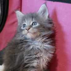 Adoption chaton Maine Coon au prix de 1200 €