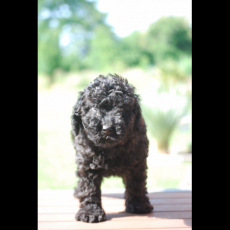 Caniche Nain chiot vendu 1100 €