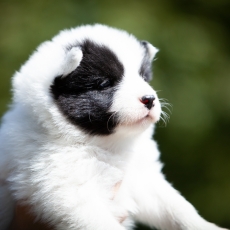 Laika de Yakoutie chiot vendu 1650 €