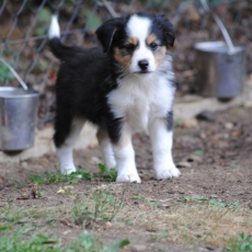 Chiot Berger américain miniature à adopter au prix de 1800 €