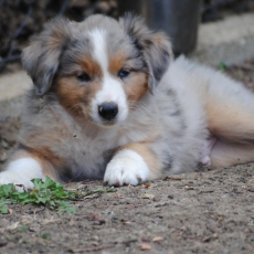 Adoption chiot Berger américain miniature au prix de 1900 €