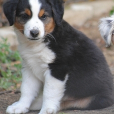 Chiot Berger américain miniature de race LOF avec pedigree à adopter.