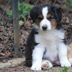 Berger américain miniature chiot vendu 1600 €