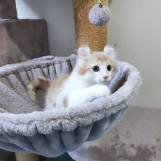 Chaton American Curl à adopter au prix de 1200 €