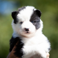 Adoption chiot Laika de Yakoutie au prix de 1650 €