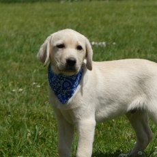 Chiot Labrador de race LOF avec pedigree  adopter.