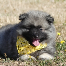 Chiot Spitz Allemand Loup à adopter au prix de 1100 €