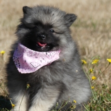 Chiot Spitz Allemand Loup à adopter au prix de 1100 €