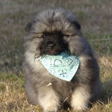 Acheter Spitz Allemand Loup bébé pour 900 €