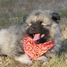 Chiot Spitz Allemand Loup à adopter au prix de 1100 €