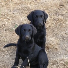 Labrador chiot vendu 760 €