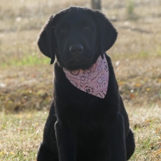 Acheter Labrador bébé pour 810 €