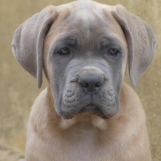 Chiot d'apparence de race Cane Corso  adopter.