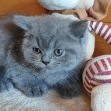 Ce petite mle British Shorthair propos  l'achat est n le 21/05/2025.