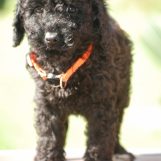 Chiot Caniche Nain  vendre au prix de 1100  vaccin et identifi.