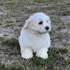 Acheter Coton de Tulear bébé pour 1150 €
