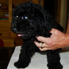 Chiot Caniche Nain de race LOF avec pedigree  adopter.