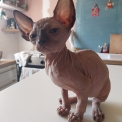Chaton Chat Sphynx sans pedigree  en région Bretagne.