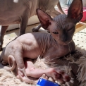 Chat Sphynx disponible dans le Finistère