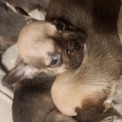 Chiot Bouledogue Français sans pedigree  en région Auvergne-Rhône-Alpes.