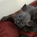Chat Sphynx disponible dans les Deux-Sèvres