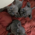 Chat Sphynx disponible dans les Deux-Sèvres