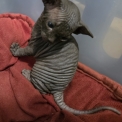 Chaton Chat Sphynx de race – prix 1500 €.