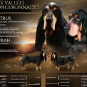 Chien Basset Bleu de Gascogne proposé par l’élevage des vallées longeronnaises.